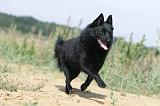 SCHIPPERKE 238